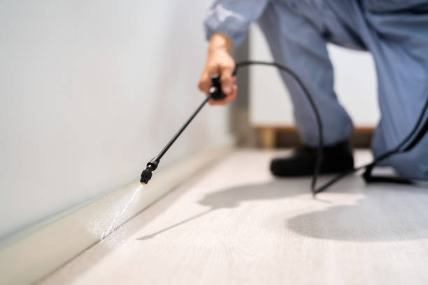 Licensed Ant Control service in Braddock Heights, MD - Nex Pest Control